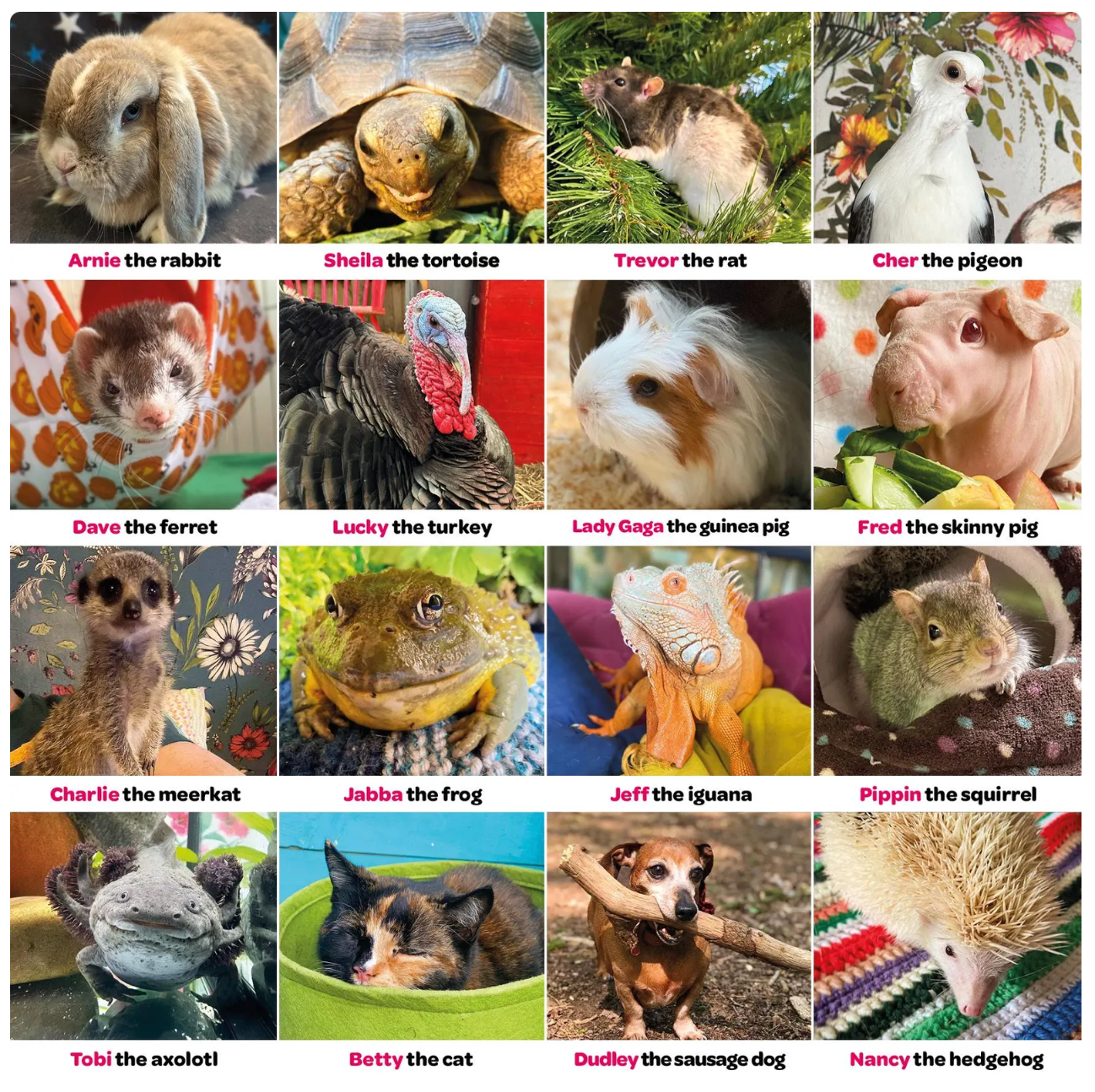 Sponsor a rescue animal (physical copy UK only)