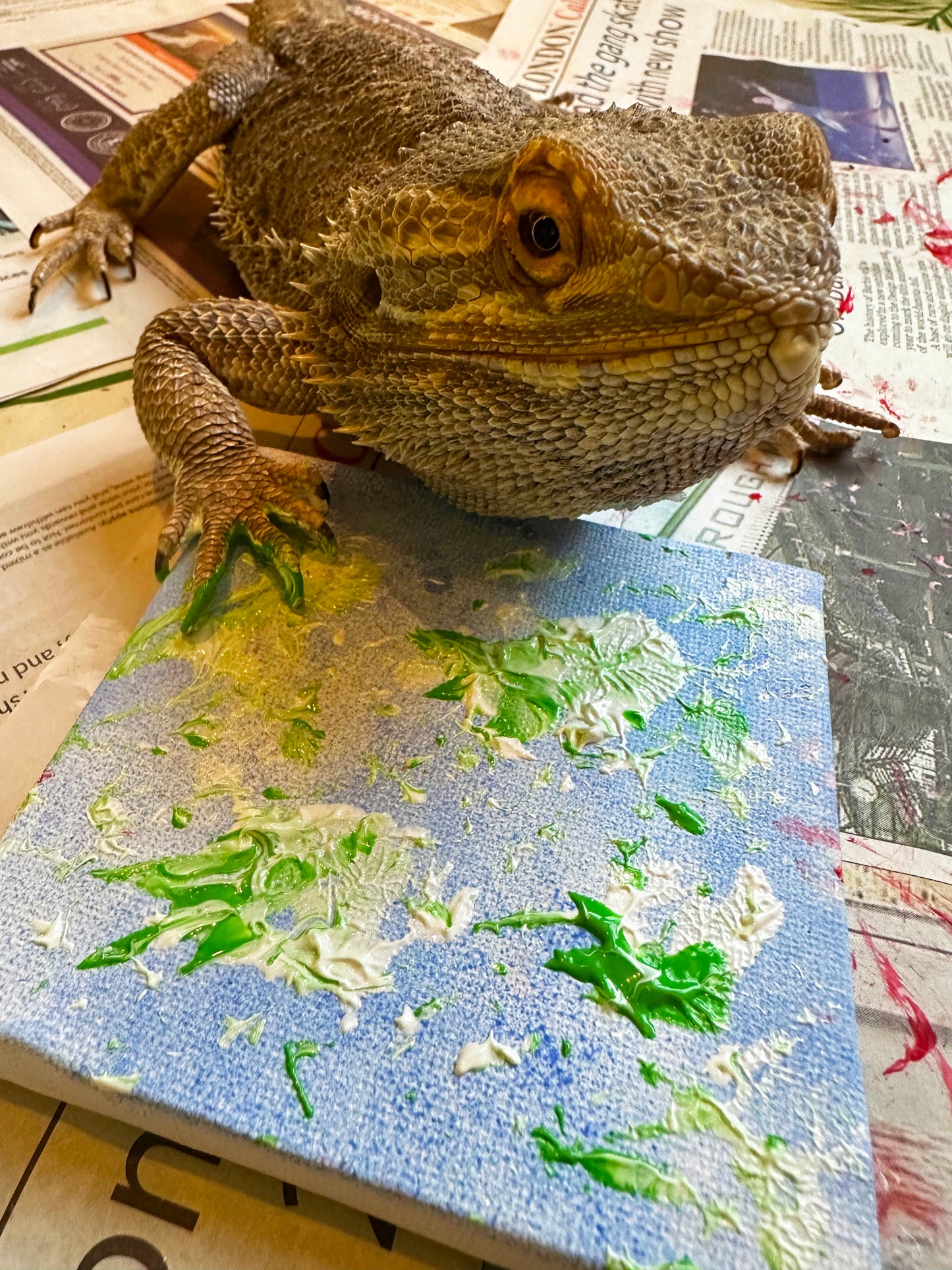 Small art canvas by Humphrey the rescued Bearded Dragon