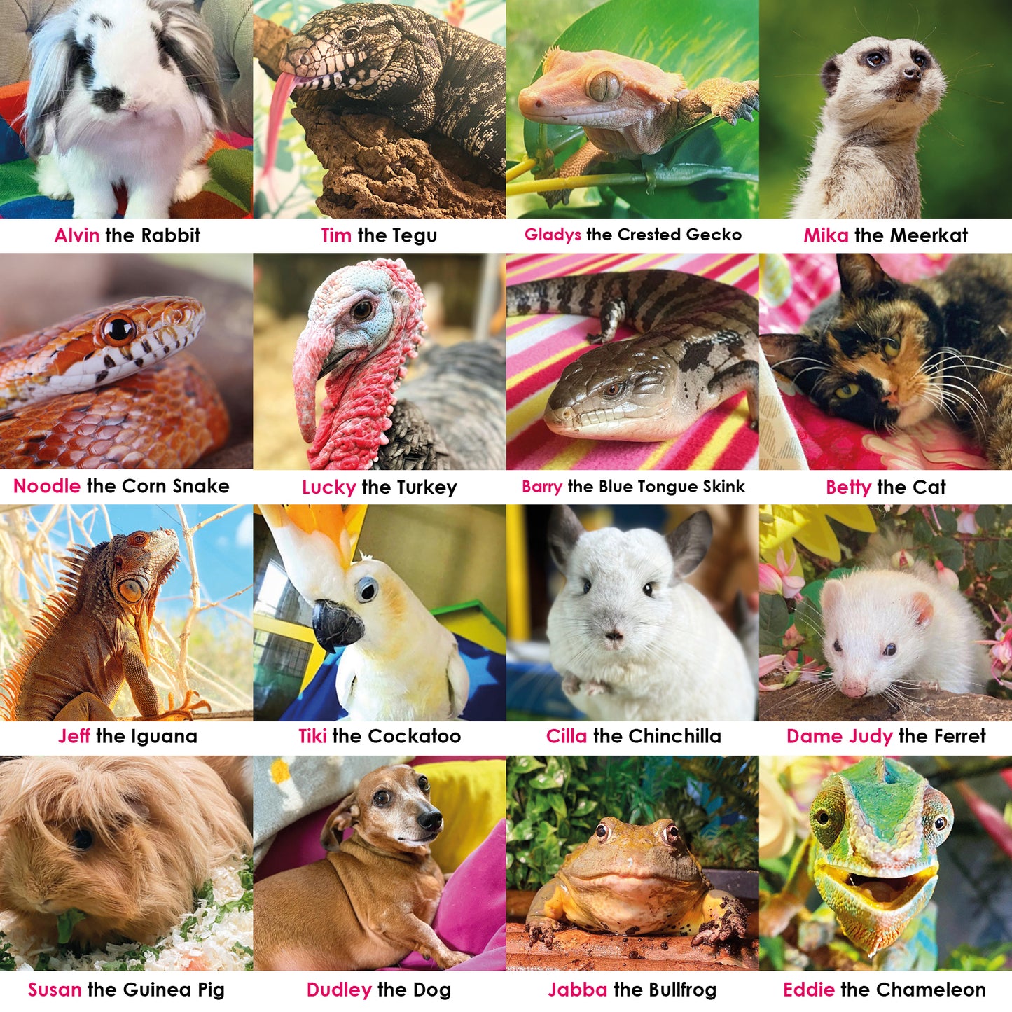 Buy a special meal card for a rescue animal