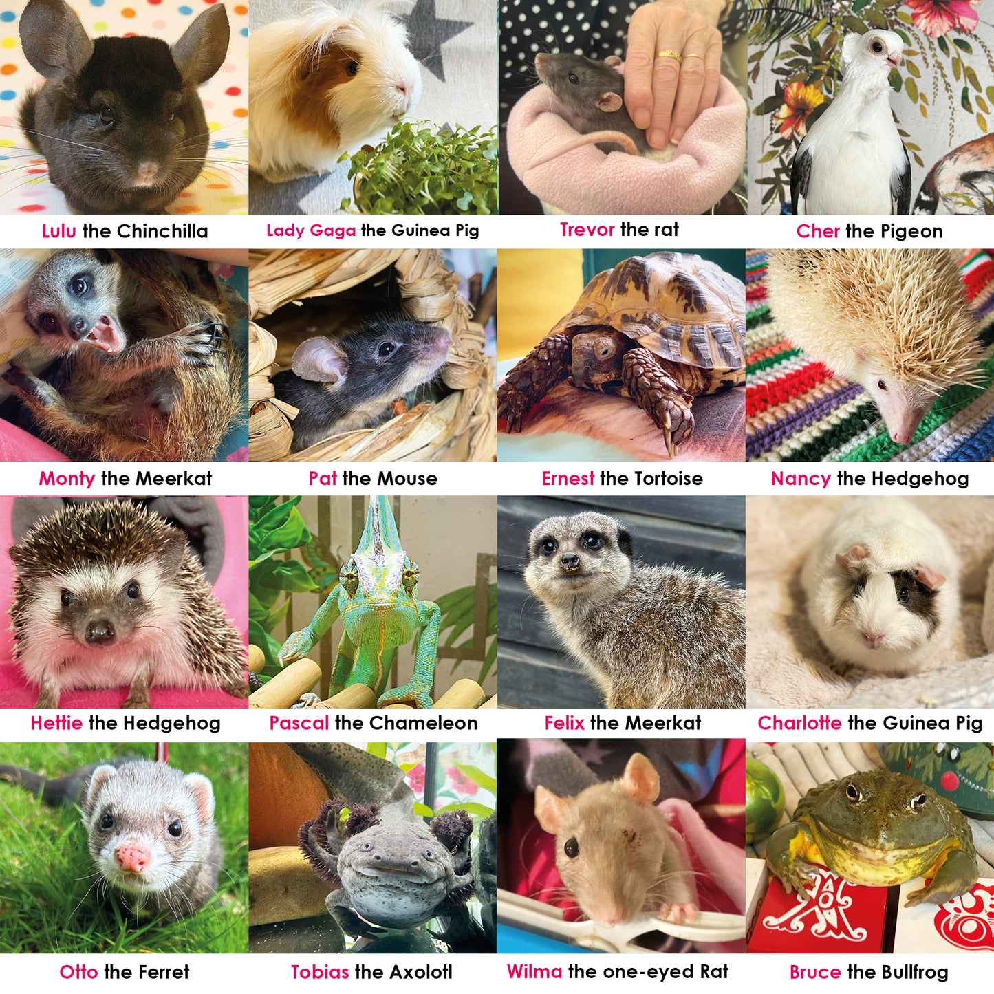 Buy a special meal card for a rescue animal