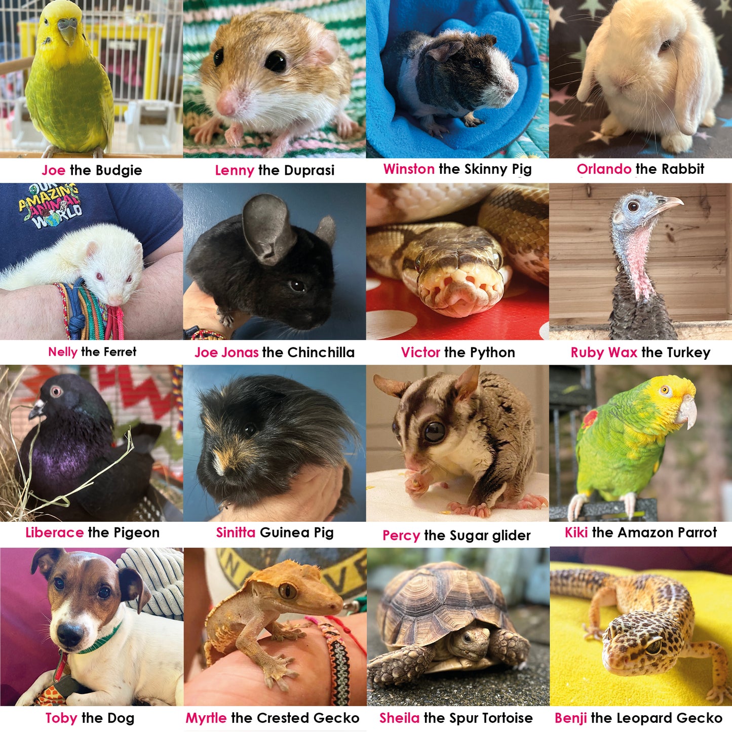 Buy a special meal card for a rescue animal